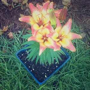 Meet your Posher, Kayce